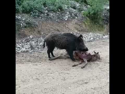 ¿Qué comen los jabalíes?